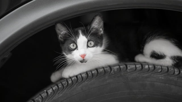 Kat ontsnapt aan gruwelijke dood doordat een jongen hem wegjaagde net voordat ik weg wilde rijden.