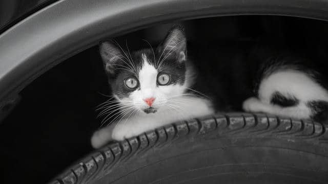 Kat ontsnapt aan gruwelijke dood doordat een jongen hem wegjaagde net voordat ik weg wilde rijden.