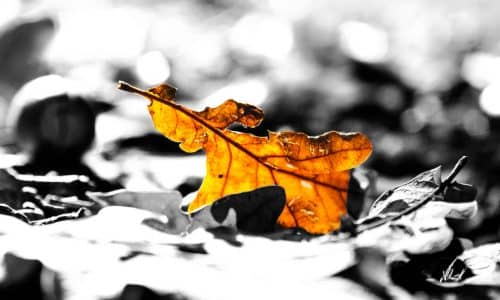 kleurige herfstblad in een zwart wit omgeving
